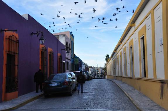 Revoada de pássaros sobre rua histórica de Monterrey, no norte do México